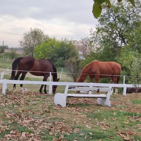 Gasthof конна база ескус хорсес Gigen