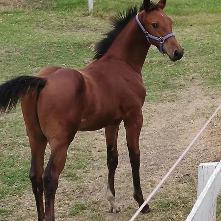 конна база ескус хорсес 3* Gigen