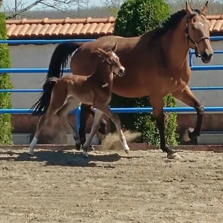 بيت ضيافة конна база ескус хорсес